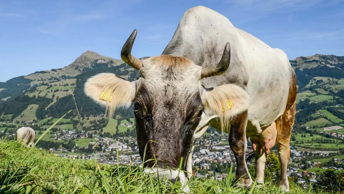 Kitzbühel und das Kitzbüheler Horn von einer Almwiese aus gesehen